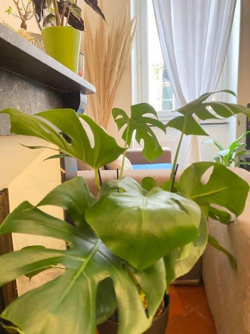 Le Jardin Secret De Nady Carcassonne Exterior foto